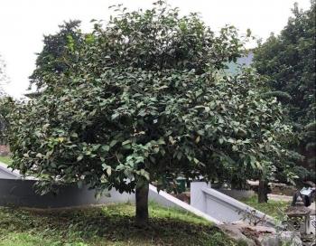 Hoa nhà quan sau cơn sốt đột biến, trà my trăm triệu lặng lẽ trong khu vườn hoài cổ