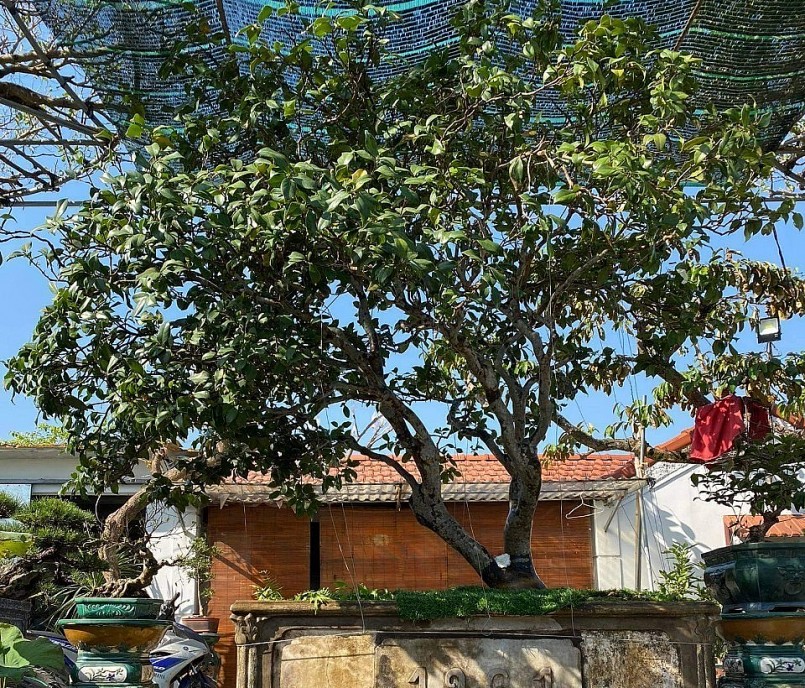 Cây trà hoa trắng được định giá hàng trăm triệu đồng.