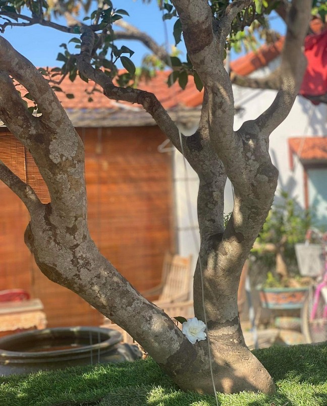 Trà hoa trắng (trà bạch) là loại cây được giới chơi cây xếp hạng đầu bảng bởi vẻ đẹp tinh khôi, thuần khiết. 