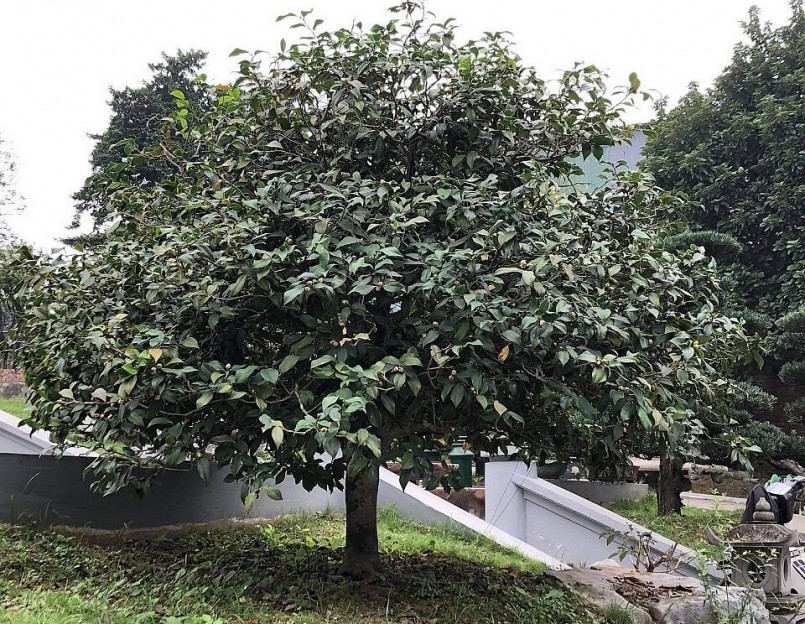 Cây trà bạch này của anh Lê Huy Hùng vào cao điểm có giá mua gần 1 tỷ đồng.