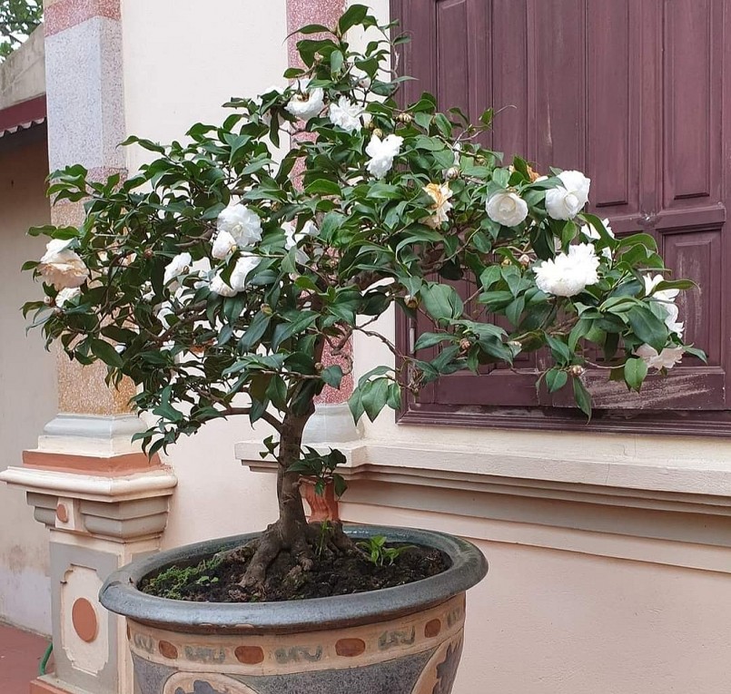 Cây trà bạch của anh Phạm Ngọc Hải (Thường Tín, Hà Nội)