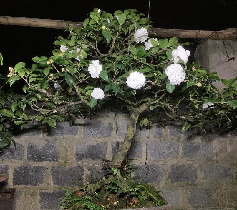 Cây trà cổ có tuổi đời lâu năm do anh Trần Trung Long (Nam Định) sở hữu có giá hàng trăm triệu đồng.