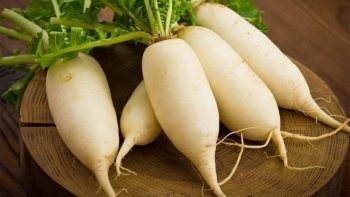 Xuất khẩu lô củ cải muối đầu tiên sang thị trường Nhật Bản