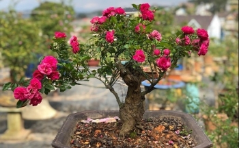 Bí quyết tạo dáng hoa hồng bonsai, sự mê hoặc của hương sắc tình yêu