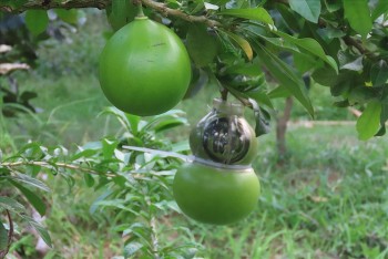 Loại quả chưng Tết độc lạ, hỏi 10 người thì 9 người không biết tên, giá lên đến 700.000 đồng/quả