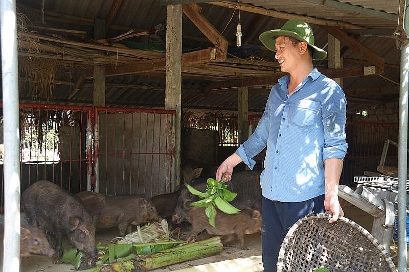 Anh Giang bên đàn lợn rừng nuôi bằng thảo dược