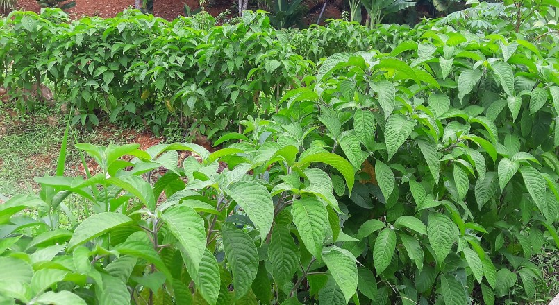 Cây chè khổng lồ, được trồng để làm thức ăn cho lợn