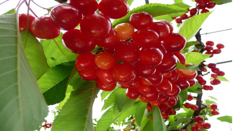 Loại quả xưa chín rụng đầy gốc, giờ thành đặc sản hấp dẫn chị em nội trợ