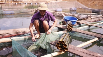 Bất ngờ những trại nuôi cá xen giữa núi đồi của những triệu phú vùng cao
