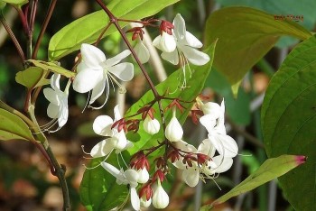 Cây dạ ngọc minh châu rất hợp với người mệnh kim, trồng một cây tài lộc sẽ rầm rộ kéo đến