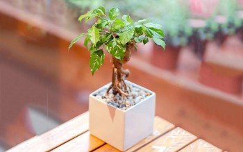 3 loại cây phong thủy nên có trong nhà năm 2023 để đón tài lộc, phúc khí ngập đầy