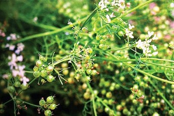 Những loại lá dùng để tắm dịp cuối năm, vừa thơm, vừa may mắn lại tốt cho sức khoẻ