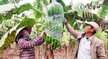 Cận tết “thủ phủ” chuối ô tô đậu kín đường, mỗi buồng chuối bán nửa triệu