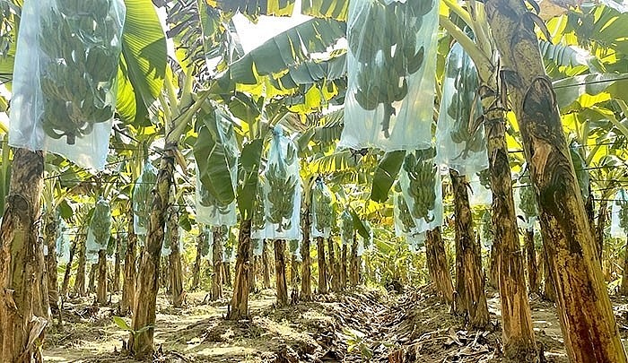 Nông dân Hải Dương dùng nilon bao buồng chuối để hạn chế sâu bệnh và khắc phục tình trạng chuối bị chín sớm. Nông dân Hải Dương dùng nilon bao buồng chuối để hạn chế sâu bệnh và khắc phục tình trạng chuối bị chín sớm.