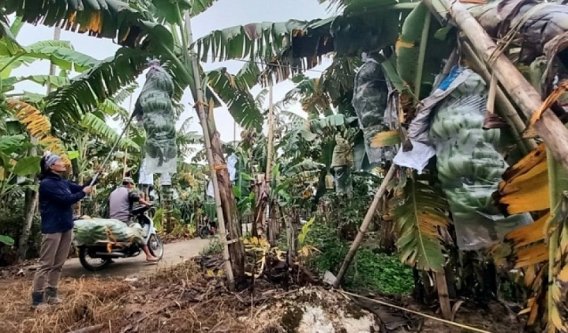 Chị Phạm Thị Lơ (42 tuổi, xóm 6, thôn An Lão) hài lòng về vụ chuối Tết năm nay đã được 25 triệu đồng. Chị Phạm Thị Lơ (42 tuổi, xóm 6, thôn An Lão) hài lòng về vụ chuối Tết năm nay đã được 25 triệu đồng.