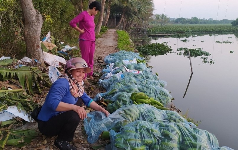 Năm nay, chuối tại Thanh Hà, Hải Dương được mùa, được giá. Năm nay, chuối tại Thanh Hà, Hải Dương được mùa, được giá.