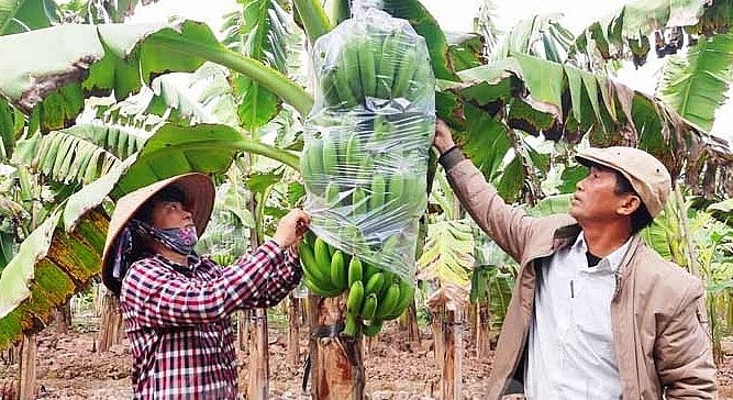 Toàn tỉnh Hải Dương hiện có hơn 2.600 ha trồng chuối và khoảng 40% diện tích được chăm sóc để thu hoạch đúng dịp Tết Nguyên đán. Toàn tỉnh Hải Dương hiện có hơn 2.600 ha trồng chuối và khoảng 40% diện tích được chăm sóc để thu hoạch đúng dịp Tết Nguyên đán.