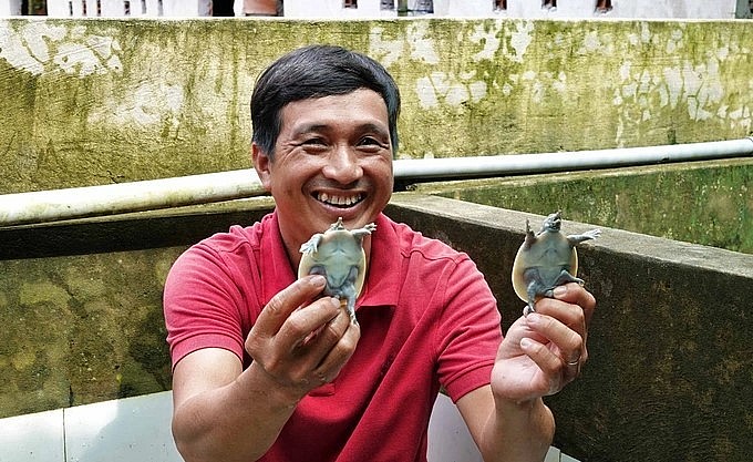 Cua đinh giống cỡ 5 cm bán 400.000 đồng/con, so với trước dịch Covid-19 giảm 100.000 đồng/con (Ảnh: Bảo Kỳ). Cua đinh giống cỡ 5 cm bán 400.000 đồng/con, so với trước dịch Covid-19 giảm 100.000 đồng/con (Ảnh: Bảo Kỳ).