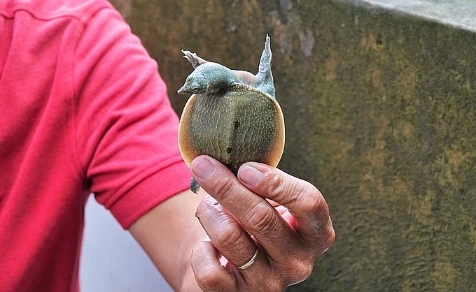 Anh Quan lựa chọn nuôi cua đinh Nam Bộ. Anh Quan lựa chọn nuôi cua đinh Nam Bộ.