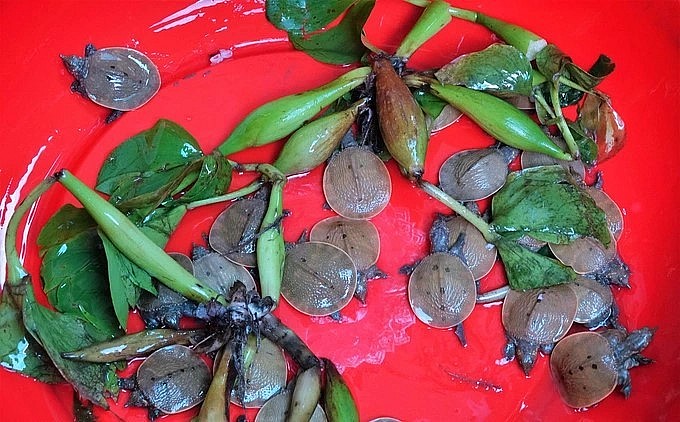 Để có được một con cua đinh giống cần thời gian khoảng 150 ngày từ lúc ấp trứng đến ươm giống (Ảnh: Bảo Kỳ). Để có được một con cua đinh giống cần thời gian khoảng 150 ngày từ lúc ấp trứng đến ươm giống (Ảnh: Bảo Kỳ).