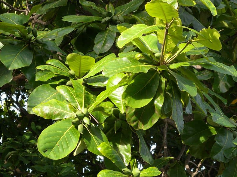 Loại lá rụng đầy đường không ai nhặt, nay được làm thành đủ món đặc sản ngon mê li