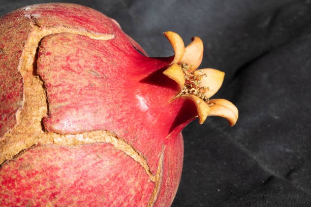 Ăn lựu đừng vội vứt vỏ, vỏ lựu có rất nhiều công dụng với sức khỏe