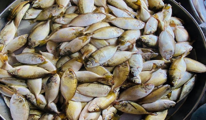 phải chọn những con cá kinh tươi, to bằng 3 ngón tay