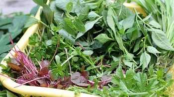 Thứ rau lộn xộn xưa nhà nghèo ăn cứu đói, nay đem nấu canh ăn mát ruột mát gan