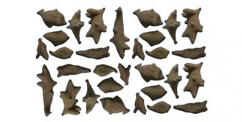 Thân là "con sâu cái "kén"" tưởng chừng không ai ưa nhưng loài này lại là vị thuốc quý