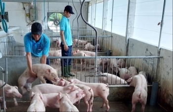 Giá heo hơi hôm nay 17/1 tăng nhẹ ở nhiều địa phương, lượng tiêu thụ heo đã tăng trong cao điểm Tết