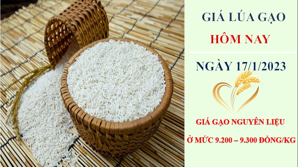 Giá lúa gạo hôm nay 17/1/2023: Nguồn gạo về ít, các kho dọn dẹp, nghỉ Tết sớm