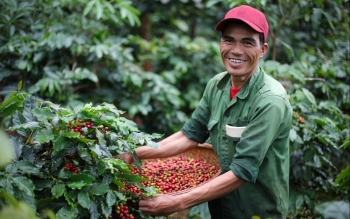 Giá nông sản hôm nay 17/1: Cà phê bất ngờ giảm nhẹ, hồ tiêu đi ngang yếu tố tiêu cực tiềm ẩn