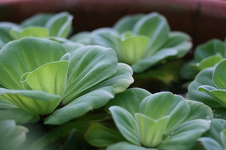 Chữa viêm mũi dị ứng tại nhà bằng các loại lá cây quen thuộc