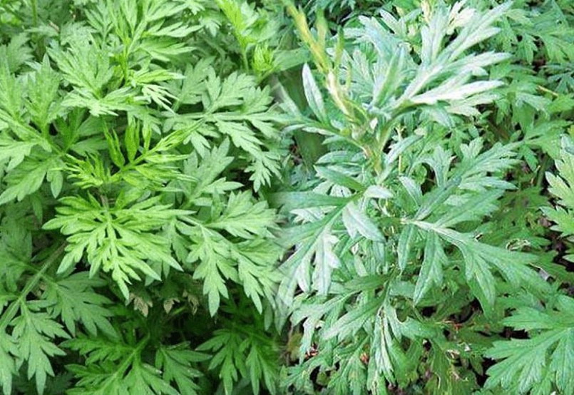 Chữa viêm mũi dị ứng tại nhà bằng các loại lá cây quen thuộc