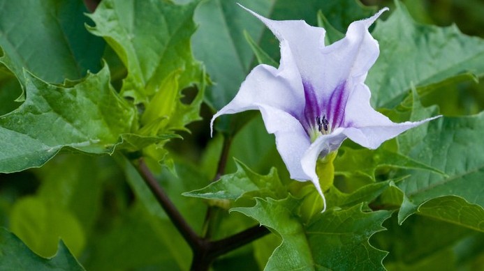 Chữa viêm mũi dị ứng tại nhà bằng các loại lá cây quen thuộc