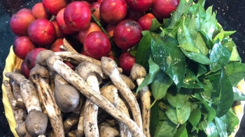 Loại lá xưa mọc đầy bờ rào, nay lên đời thành đặc sản muốn mua cũng cực khó