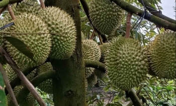 Sầu riêng bất ngờ tăng vọt vào dịp tết mỗi héc ta thu nhập gần 2 tỷ