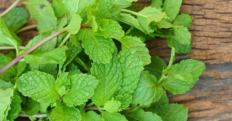 Chữa viêm mũi dị ứng tại nhà bằng các loại lá cây quen thuộc