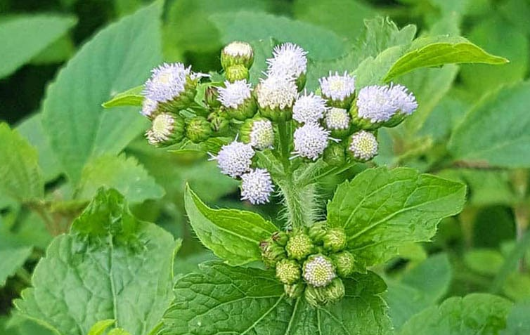 Chữa viêm mũi dị ứng tại nhà bằng các loại lá cây quen thuộc