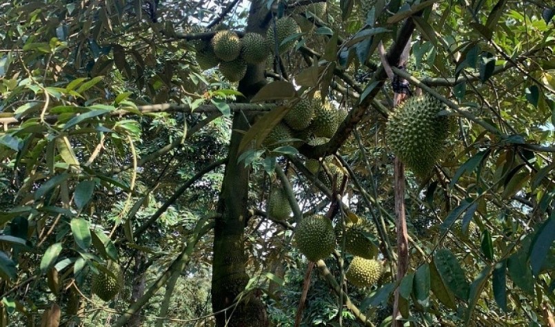 Trái sầu riêng Tiền Giang giá đạt mức kỉ lục trong lịch sử nhưng rất khan hiếm.