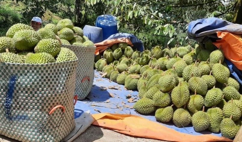 Nhà vườn huyện Cai Lậy, tỉnh Tiền Giang thu hoạch trái sầu riêng nghịch vụ.