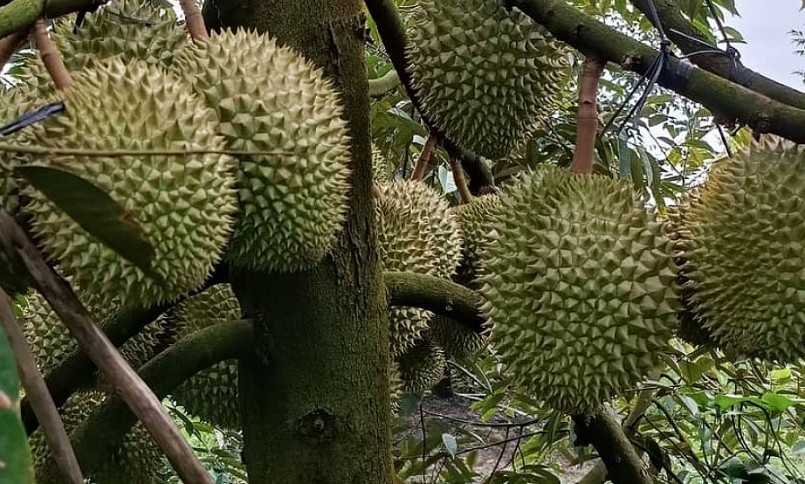 Những ngày áp tết, giá sầu riêng tại tỉnh Tiền Giang bất ngờ tăng vọt vượt cả đỉnh giá của năm 2022. Có thời điểm giá sầu riêng gần chạm ngưỡng 200.000 đồng/kg