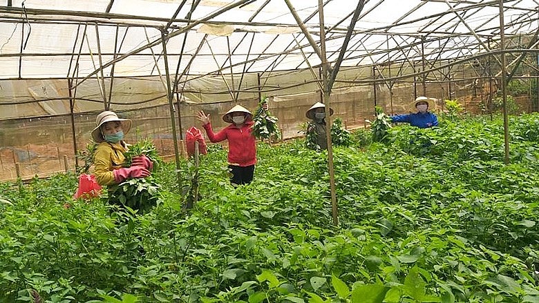 Gia đình chị Hiền, xã Mê Linh, huyện Lâm Hà (tỉnh Lâm Đồng) hoạch tầm bóp 