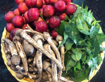 Loại lá xưa mọc đầy bờ rào, nay lên đời thành đặc sản muốn mua cũng cực khó