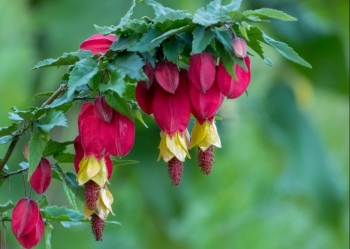 Loài hoa tên dân dã lại là biểu tượng của may mắn, hạnh phúc đang gây sốt dịp tết