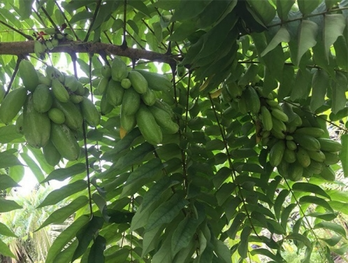 Loại quả nhìn như trái nhót mọc thành chùm ôm lấy thân cây khiến cư dân mạng trầm trồ