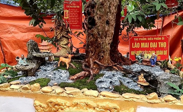 Người xem không chỉ kinh ngạc về sự độc lạ của gốc ổi mà còn choáng vì mức giá chục tỷ mà chủ nhân đưa ra.