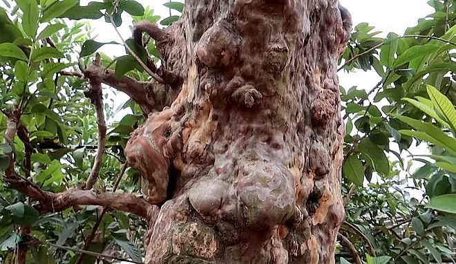 Thân cây ổi độc lạ nổi những khối cục sần sùi.