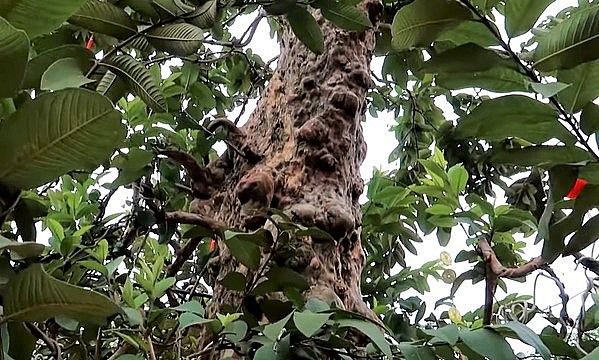 Cây ổi độc lạ có thế đẹp nhưng mức giá mà chủ cây đưa ra chưa hợp lý.