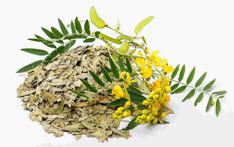 Loài hoa màu vàng xinh đẹp này lại là dược liệu quý cho những người "khổ" vì bệnh tiêu hóa